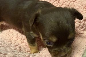 Destiny - puppy for sale