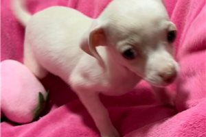 Evelyn - Chihuahua for sale