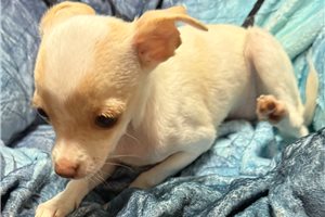 Inez - Chihuahua for sale