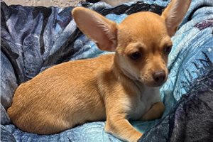 Evan - Chihuahua for sale