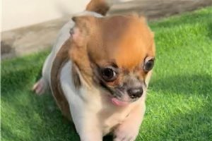 Tori - puppy for sale