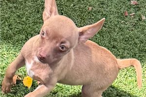 Alvin - Chihuahua for sale