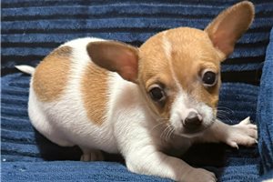 Jenson - Chihuahua for sale