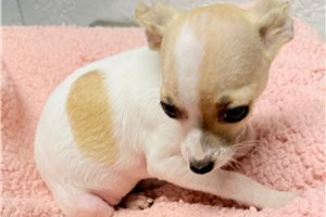 Gretchen - Chihuahua for sale