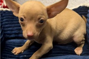 Alvin - Chihuahua for sale