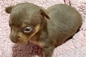 Juniper - puppy for sale