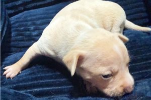 Danny - puppy for sale