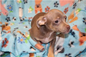 Dervish - Chihuahua for sale