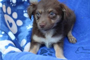 Dexter - puppy for sale