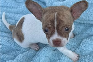 Clint - Chihuahua for sale