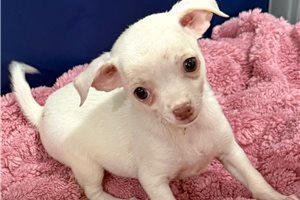 Evelyn - Chihuahua for sale