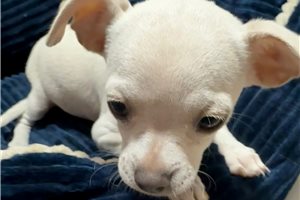 Heathrow - Chihuahua for sale