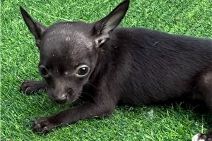 Drew - Chihuahua for sale