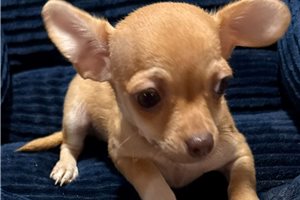 Ivan - puppy for sale