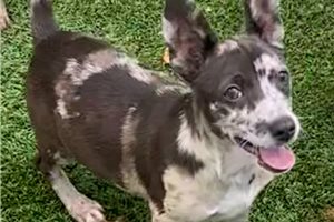 Alto - Chihuahua for sale