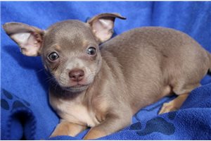 Gordo - Chihuahua for sale