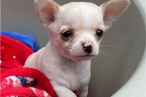 Alya - Chihuahua for sale