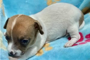 Jenson - puppy for sale