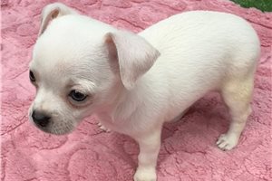 Heaven - Chihuahua for sale