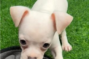 Heathrow - Chihuahua for sale