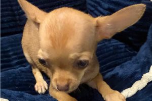 Gino - puppy for sale