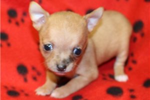 Brittany - Chihuahua for sale