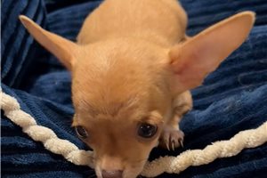 Evan - puppy for sale