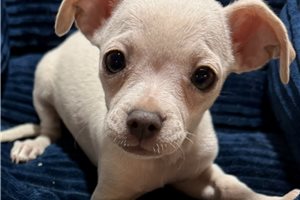Heathrow - Chihuahua for sale