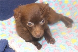 Preston - Chihuahua for sale