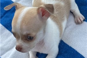 Enzo - puppy for sale