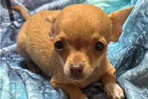 Ivan - Chihuahua for sale