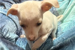 Evelyn - Chihuahua for sale