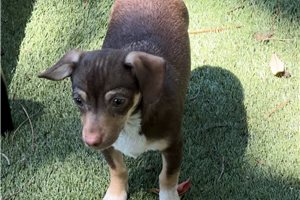Diego - Chihuahua for sale