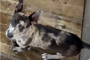 Alto - Chihuahua for sale