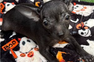 Drew - Chihuahua for sale