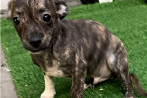 Clive - Chihuahua for sale