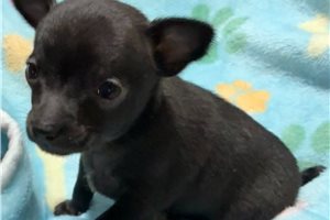 Drew - Chihuahua for sale