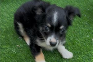 Kilo - Chihuahua for sale