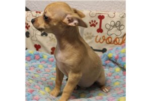 Gene - Chihuahua for sale