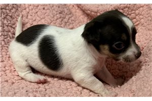 Daria - Chihuahua for sale