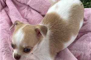 Ellie - puppy for sale