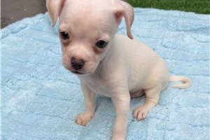 Heathrow - puppy for sale
