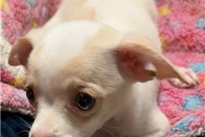 Inez - Chihuahua for sale