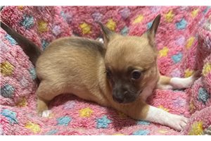 Jinny - Chihuahua for sale