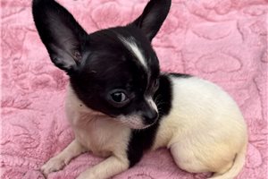 Heidi - puppy for sale