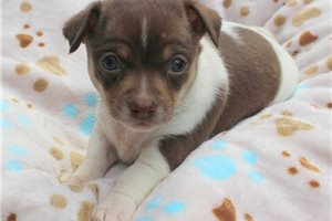 Dibby - puppy for sale