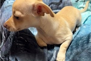 Ethel - Chihuahua for sale