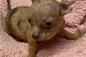 Adriana - Chihuahua for sale