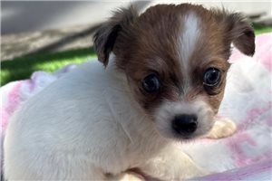 Emma - Chihuahua for sale
