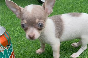 Regina - Chihuahua for sale